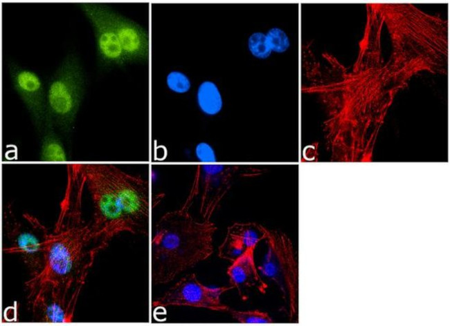 NAMPT Antibody in Immunocytochemistry (ICC/IF)