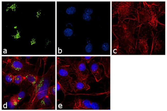 TGN46 Antibody in Immunocytochemistry (ICC/IF)