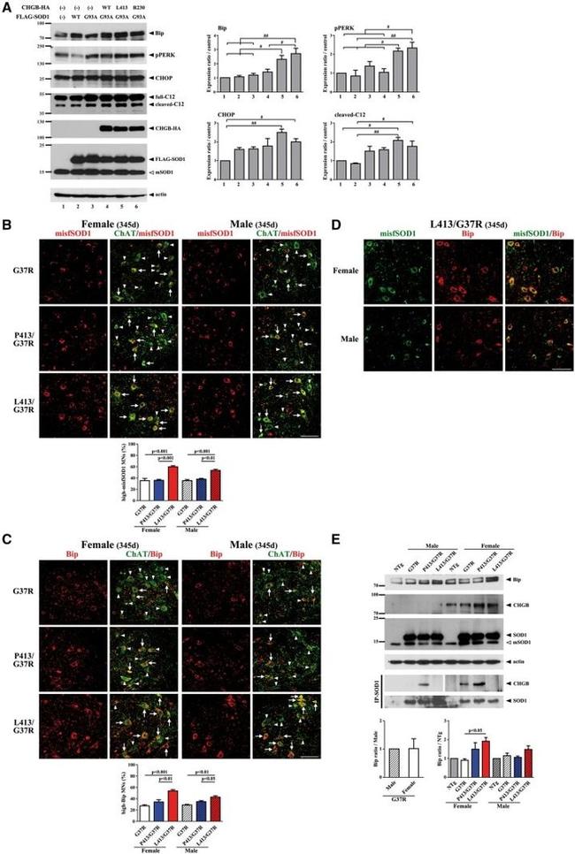 Chromogranin B Antibody in Western Blot (WB)