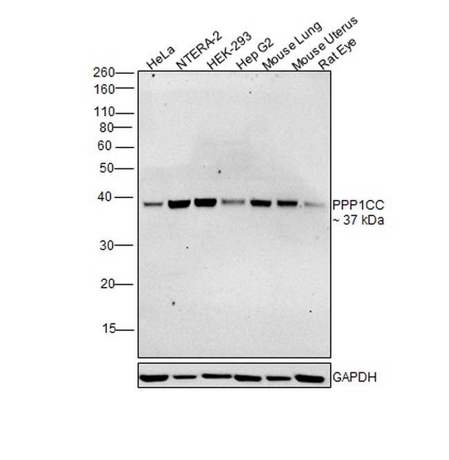PP1 gamma Antibody in Western Blot (WB)