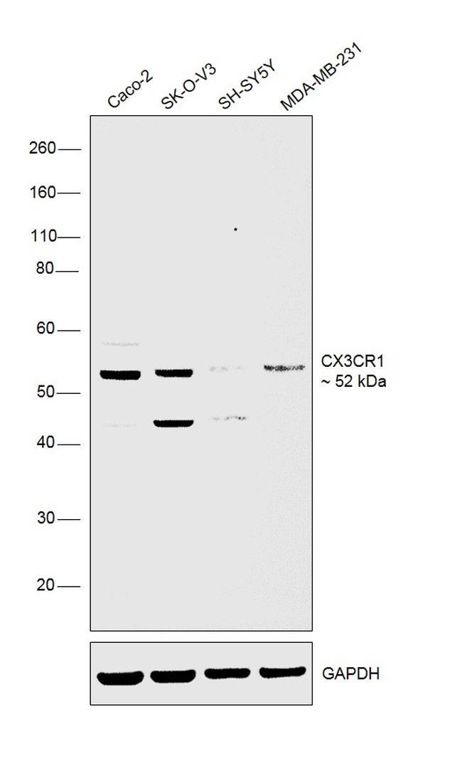 CX3CR1 Antibody in Western Blot (WB)