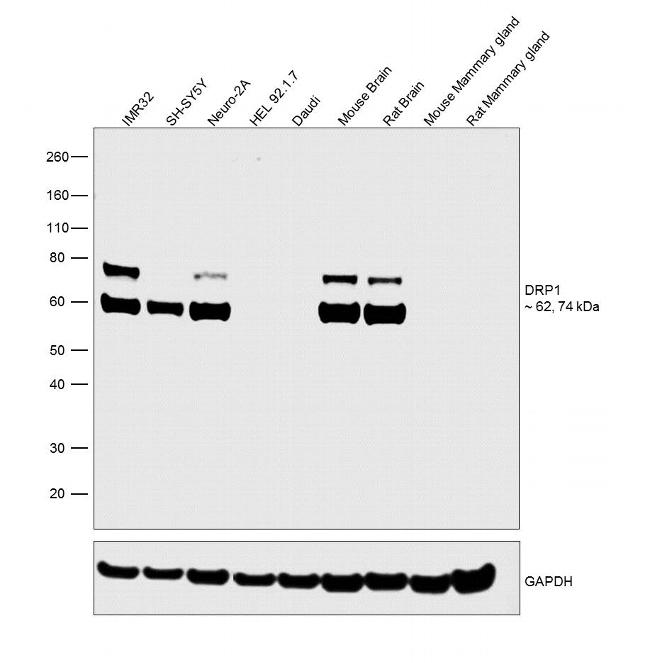 CRMP1 Antibody in Western Blot (WB)