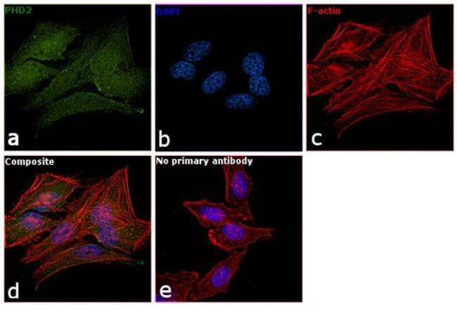 PHD2 Antibody in Immunocytochemistry (ICC/IF)