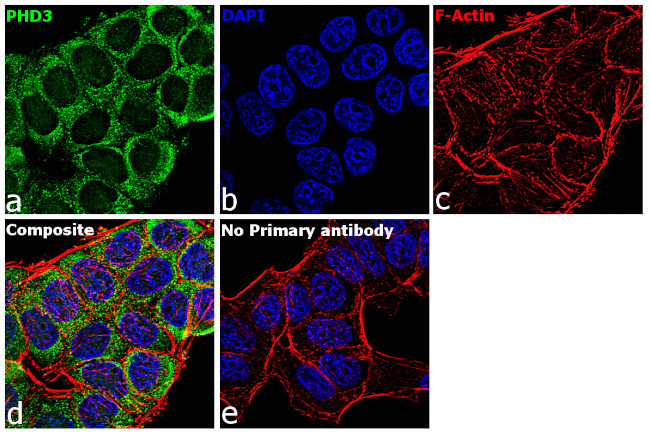 PHD3 Antibody in Immunocytochemistry (ICC/IF)