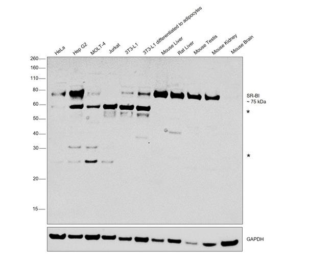 SR-BI Antibody in Western Blot (WB)