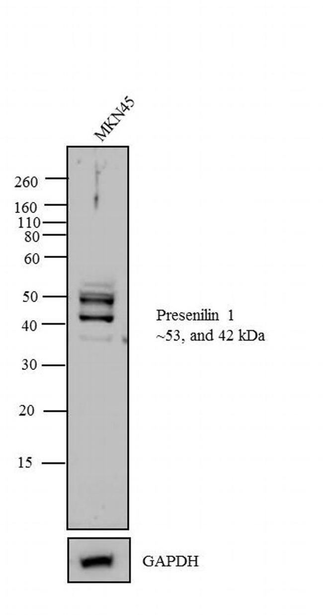 Presenilin 1 Antibody in Western Blot (WB)