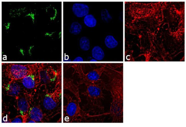 ITIH2 Antibody in Immunocytochemistry (ICC/IF)