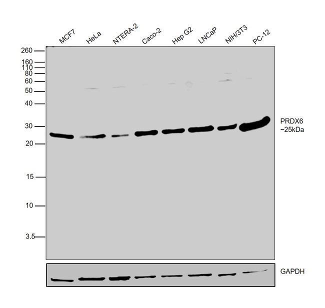 PRDX6 Antibody in Western Blot (WB)