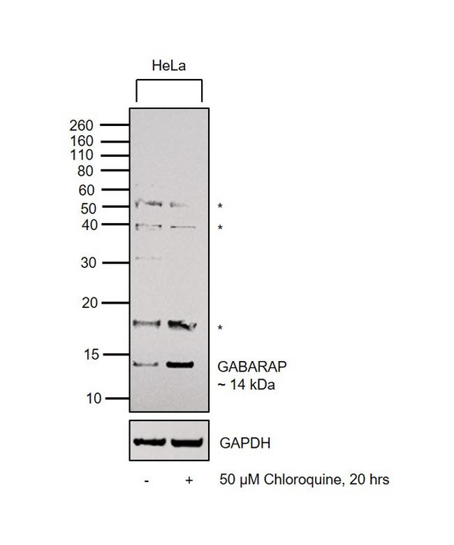 GABARAP Antibody in Western Blot (WB)