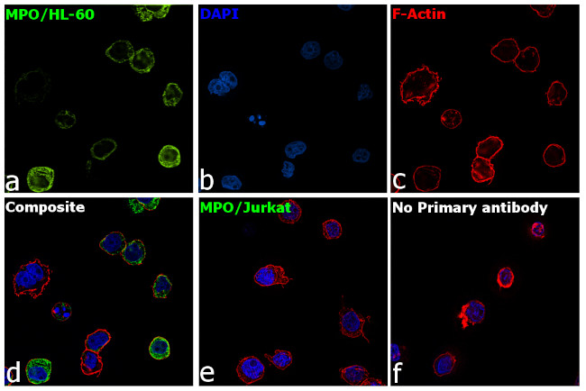 Myeloperoxidase Antibody in Immunocytochemistry (ICC/IF)