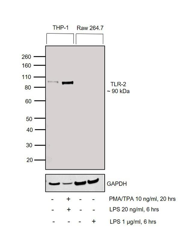 TLR2 Antibody in Western Blot (WB)