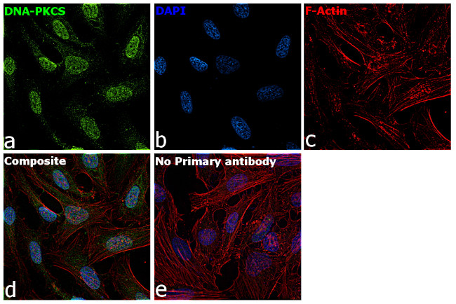DNA-PK Antibody in Immunocytochemistry (ICC/IF)