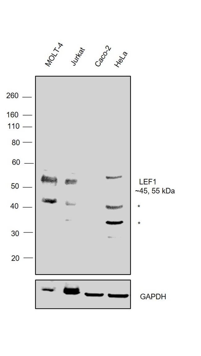 LEF1 Antibody in Western Blot (WB)