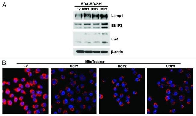 UCP3 Antibody in Immunocytochemistry (ICC/IF)