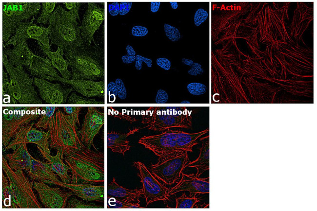 JAB1 Antibody in Immunocytochemistry (ICC/IF)