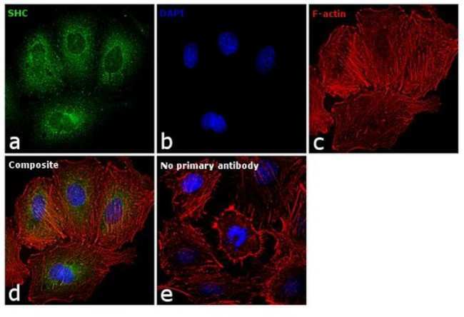 SHC Antibody in Immunocytochemistry (ICC/IF)