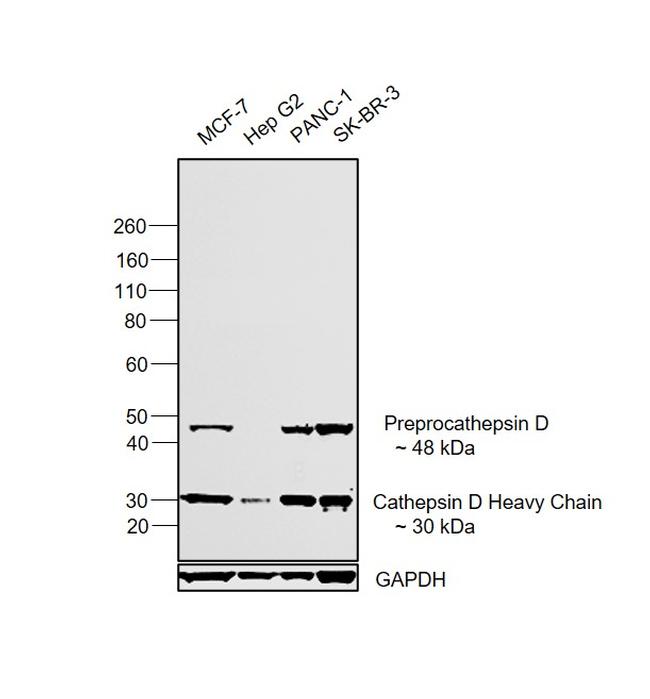 Cathepsin D Antibody in Western Blot (WB)