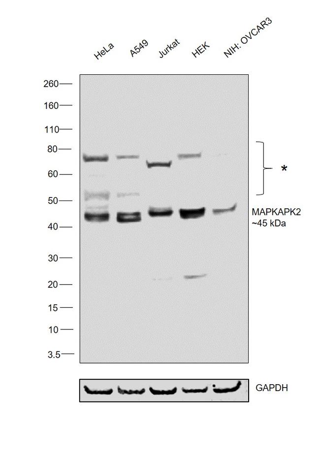 MAPKAPK2 Antibody in Western Blot (WB)