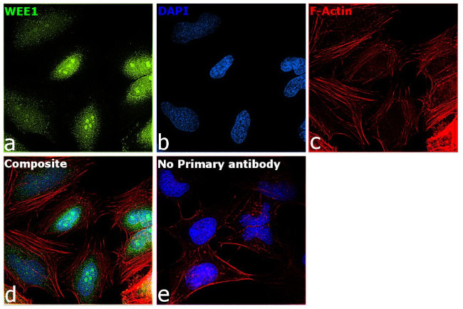 WEE1 Antibody in Immunocytochemistry (ICC/IF)