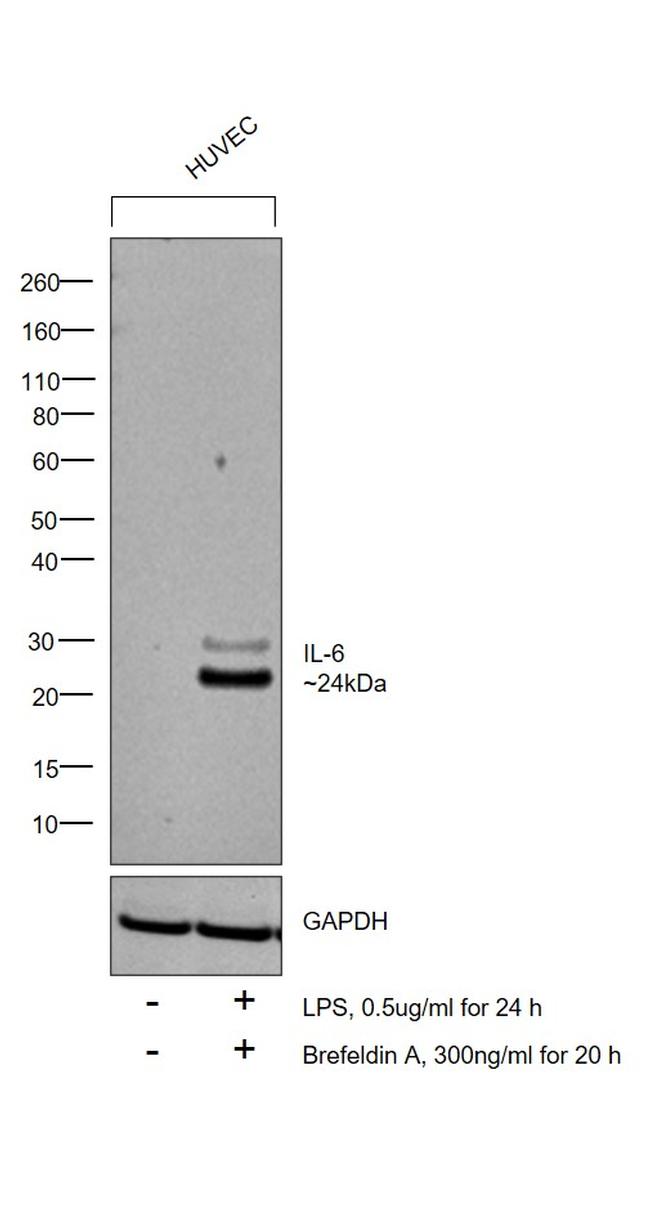 IL-6 Antibody in Western Blot (WB)