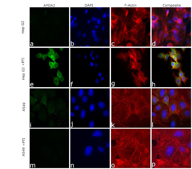 ApoA2 Antibody in Immunocytochemistry (ICC/IF)