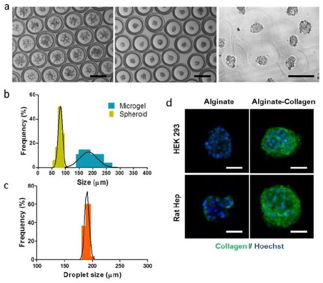 Collagen I Antibody in Immunocytochemistry (ICC/IF)