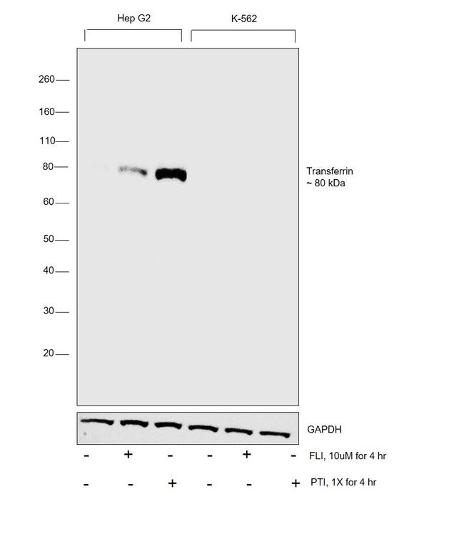 Transferrin Antibody in Western Blot (WB)
