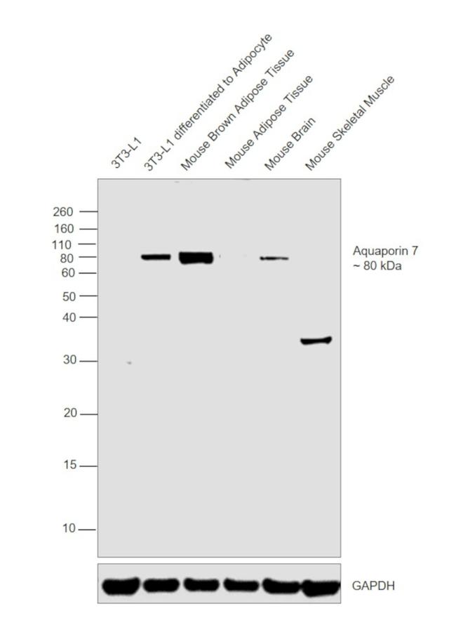 Aquaporin 7 Antibody in Western Blot (WB)