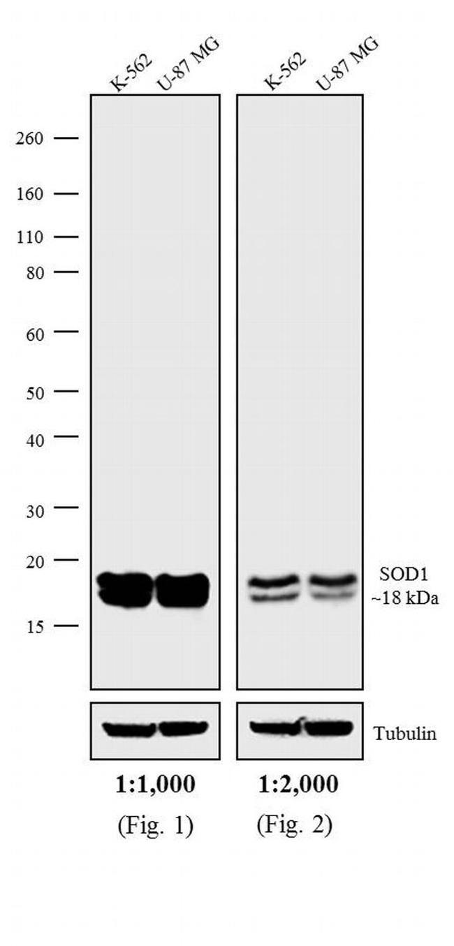 Mouse IgG (H+L) Secondary Antibody in Western Blot (WB)
