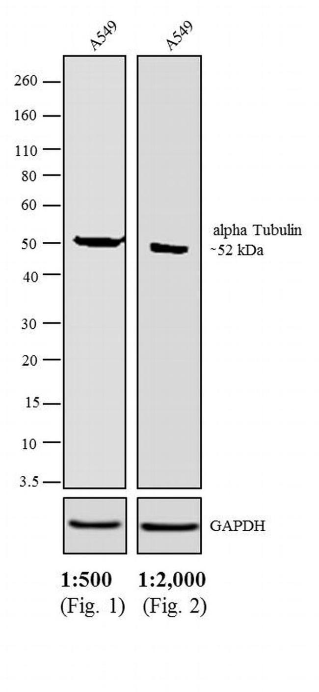 Rat IgG (H+L) Secondary Antibody in Western Blot (WB)