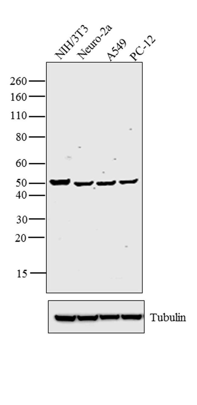 Cdc37 Antibody in Western Blot (WB)