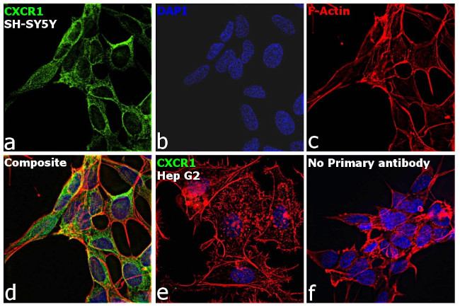 CXCR1 Antibody in Immunocytochemistry (ICC/IF)