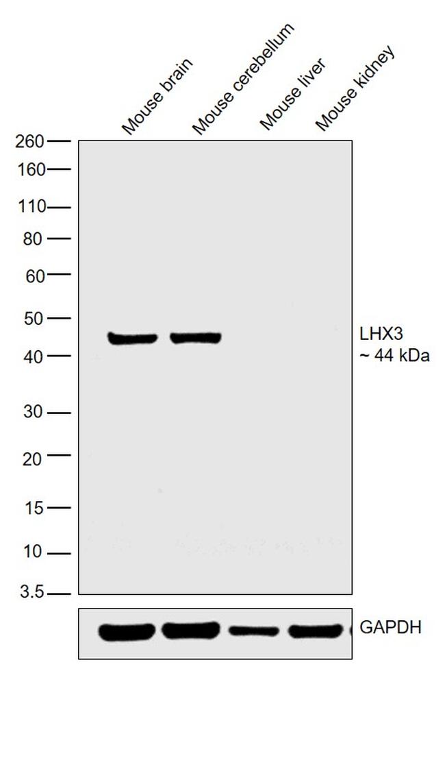 LHX3 Antibody in Western Blot (WB)