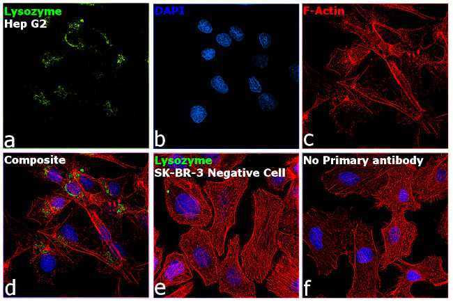 Lysozyme Antibody in Immunocytochemistry (ICC/IF)