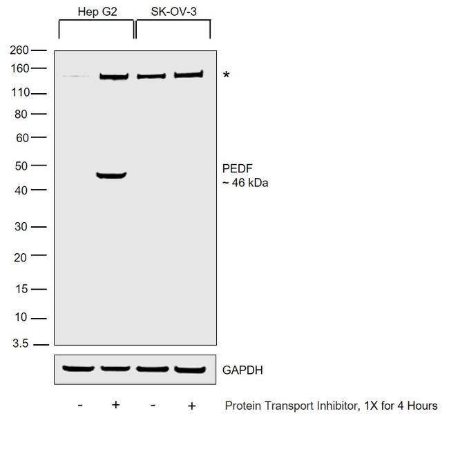 PEDF Antibody in Western Blot (WB)