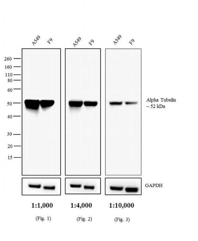 Rat IgG (H+L) Secondary Antibody in Western Blot (WB)