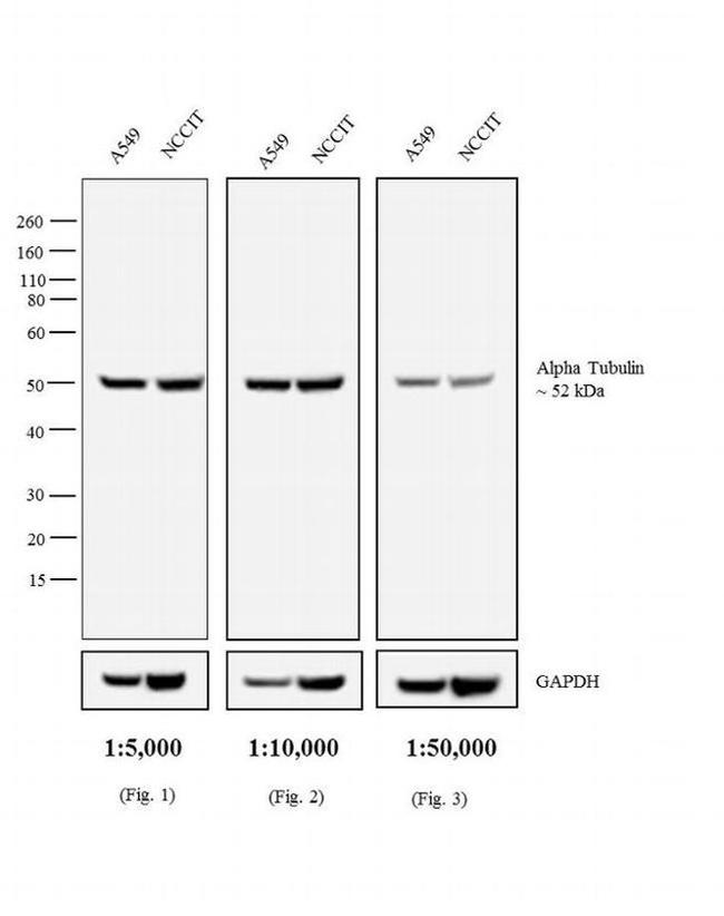 Rat IgG (H+L) Secondary Antibody in Western Blot (WB)