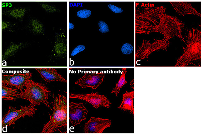 SP3 Antibody in Immunocytochemistry (ICC/IF)