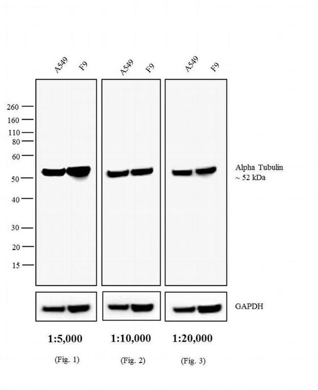 Rat IgG (H+L) Secondary Antibody in Western Blot (WB)