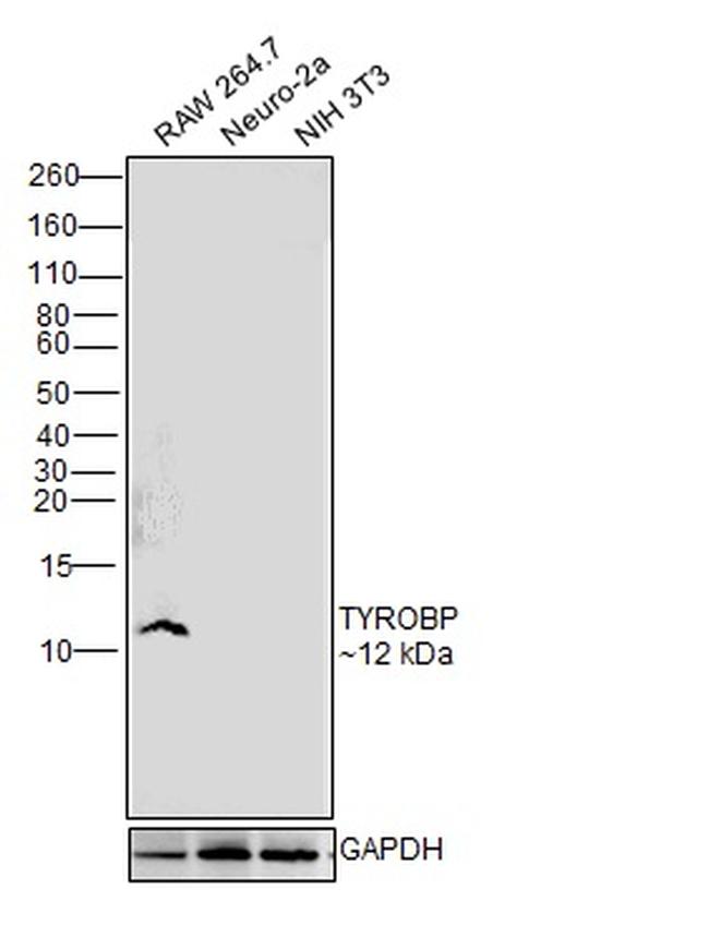 TYROBP Antibody in Western Blot (WB)