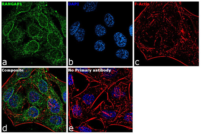 RANGAP1 Antibody in Immunocytochemistry (ICC/IF)
