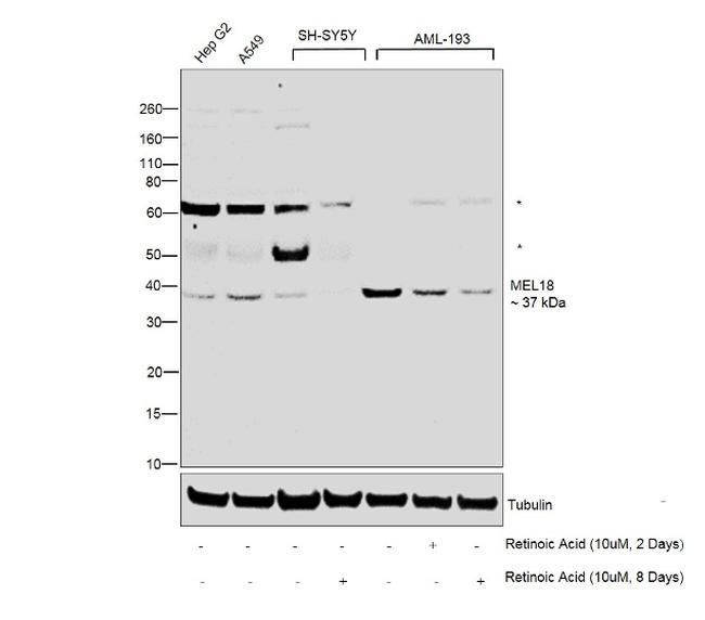 MEL18 Antibody in Western Blot (WB)