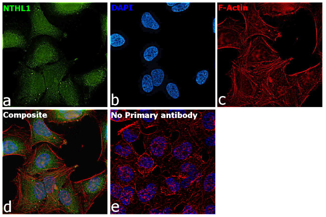 NTHL1 Antibody in Immunocytochemistry (ICC/IF)