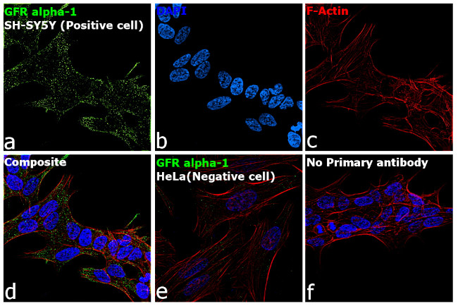 GFR alpha-1 Antibody in Immunocytochemistry (ICC/IF)