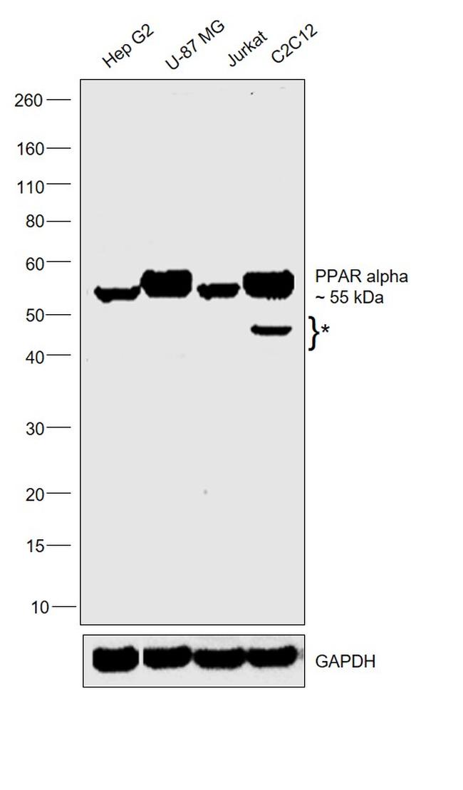 PPAR alpha Antibody in Western Blot (WB)
