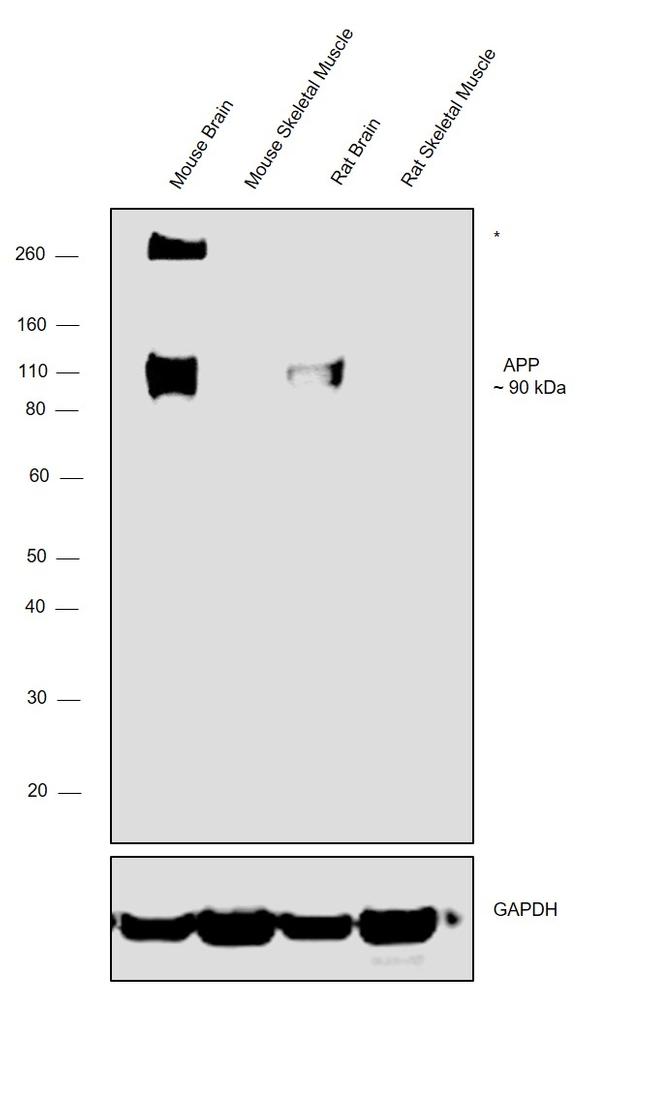 Amyloid Precursor Protein Antibody in Western Blot (WB)