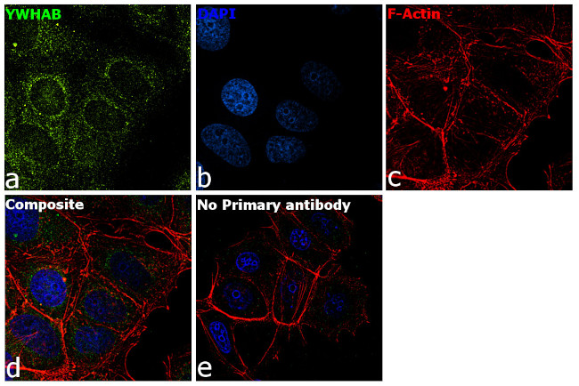 14-3-3 beta Antibody in Immunocytochemistry (ICC/IF)