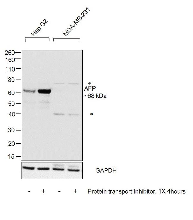 Afp Wb AFP Polyclonal Antibody (PA1-37063)