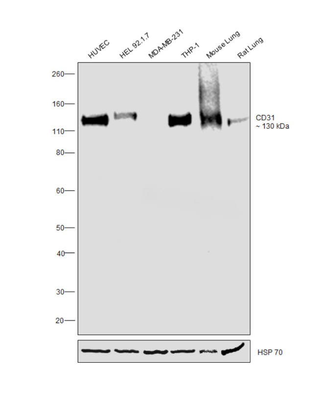 Cd31 CD31 Polyclonal Antibody | Invitrogen (PA1-37326)
