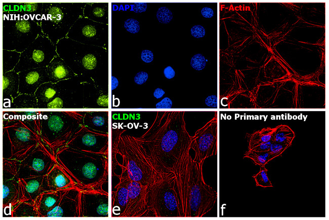 Claudin 3 Antibody in Immunocytochemistry (ICC/IF)